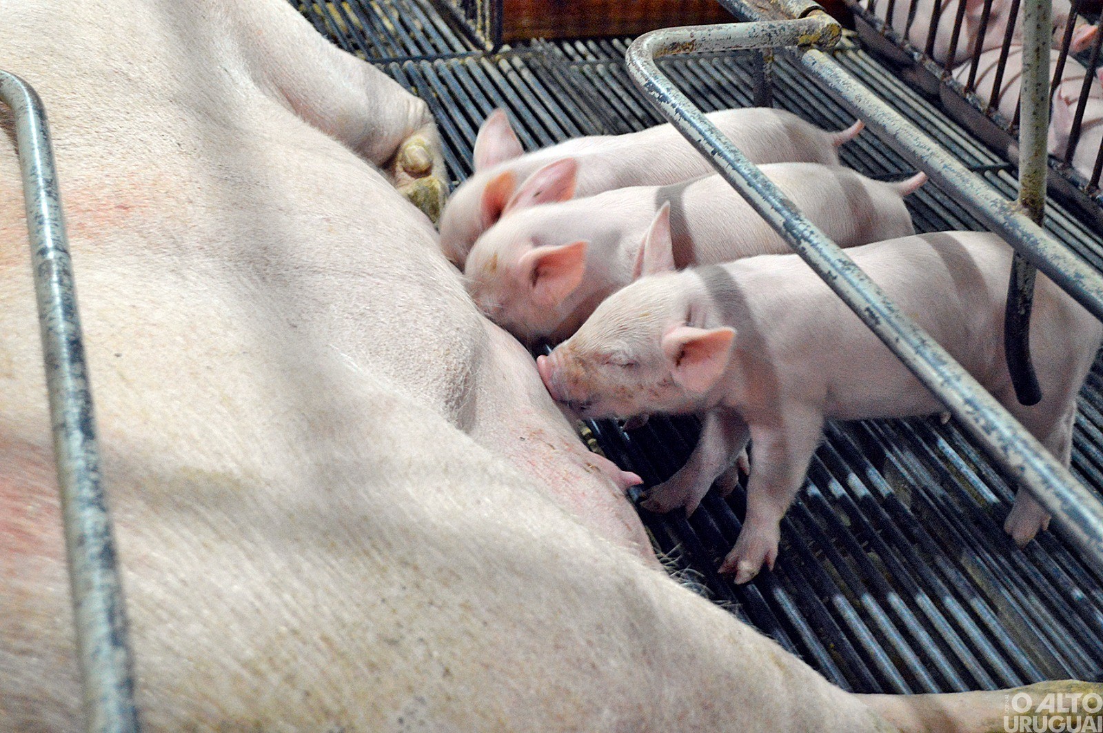 Uma parceria entre integração e integrado