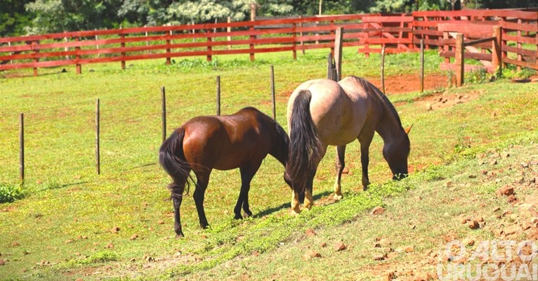 Equoterapia para melhorar a saúde e o bem-estar de todos