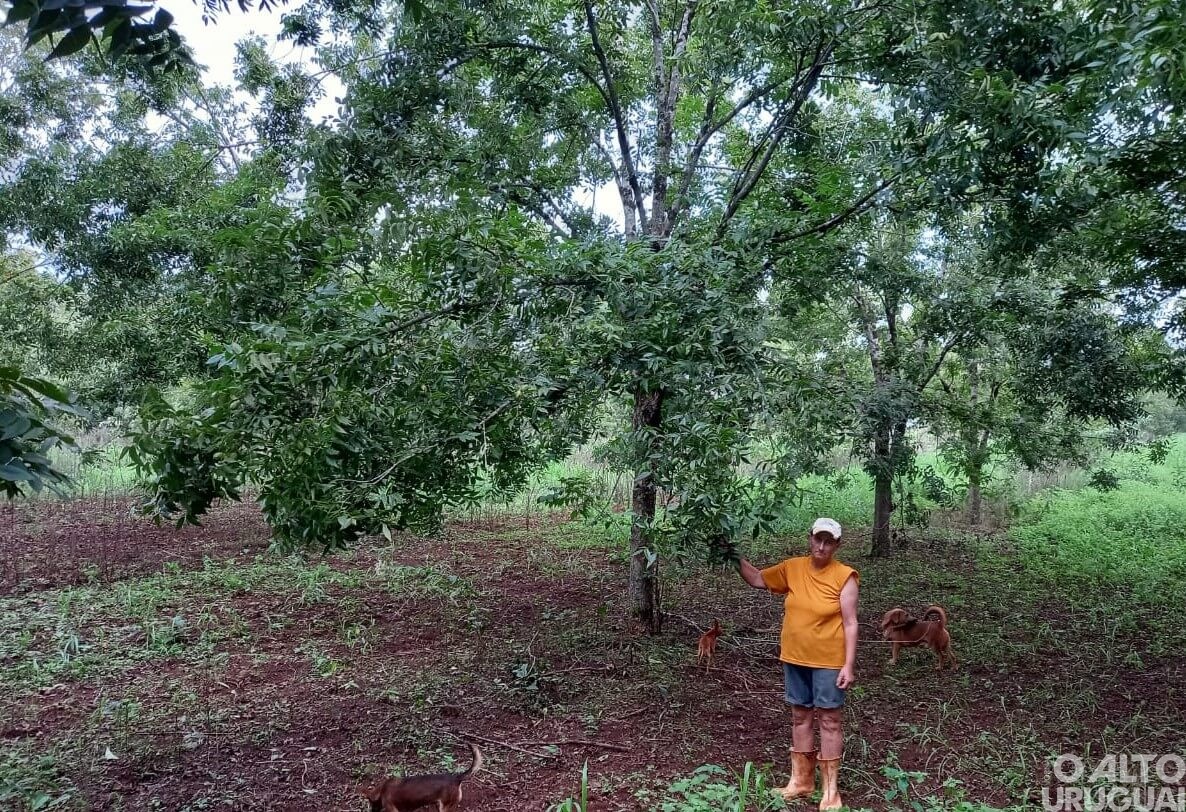 Produtores de Novo Tiradentes investem na produção de noz-pecã