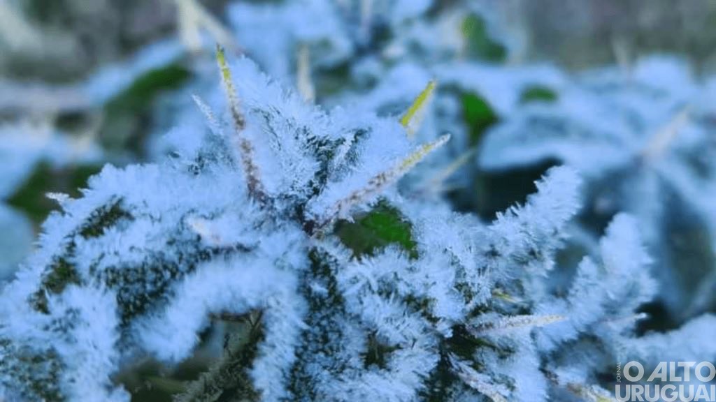 Semana será fria e de tempo firme