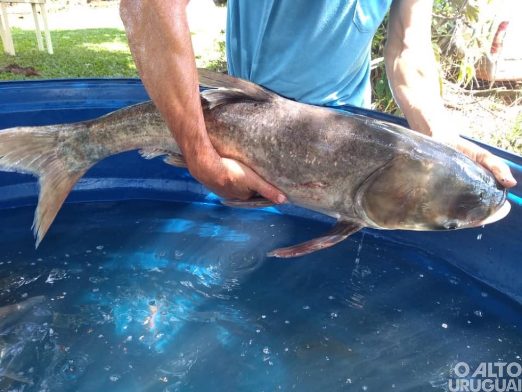 Boa Vista das Missões: Feira do Peixe e de Páscoa movimentam a Semana Santa em frente à Emater