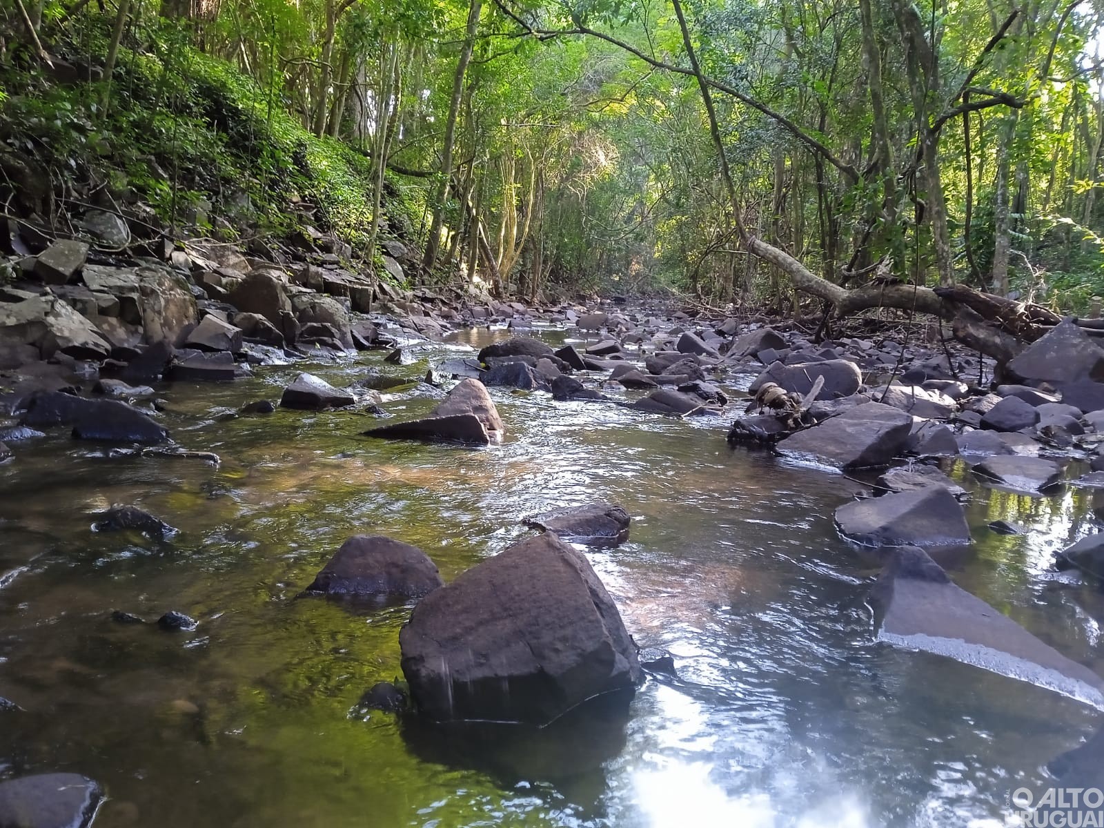 Pinheirinho do Vale terá programação na Semana do Meio Ambiente