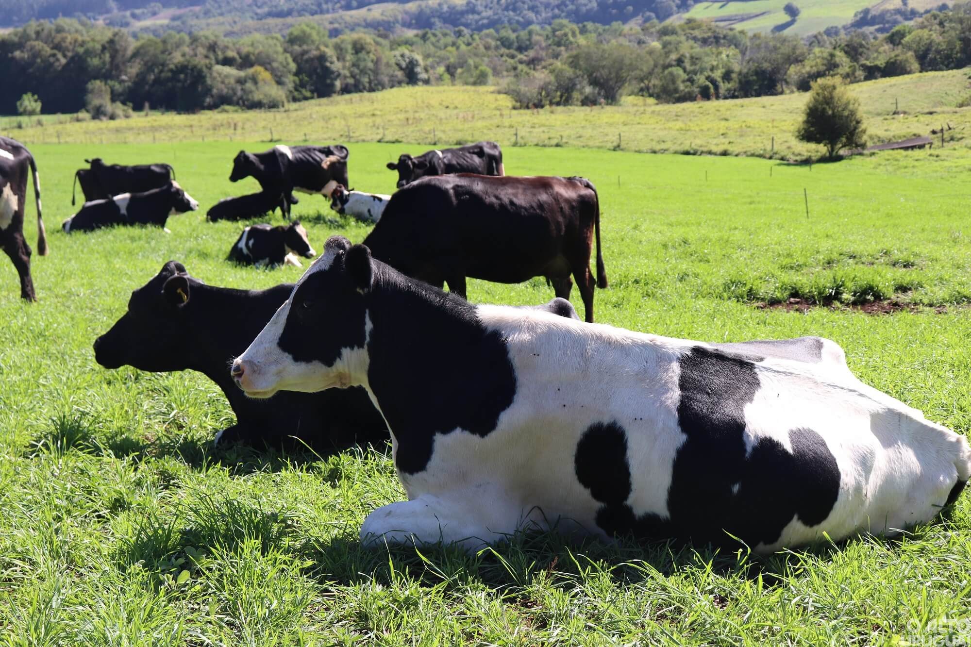 Programa de incentivo à produção leiteira é implantado em Rodeio Bonito