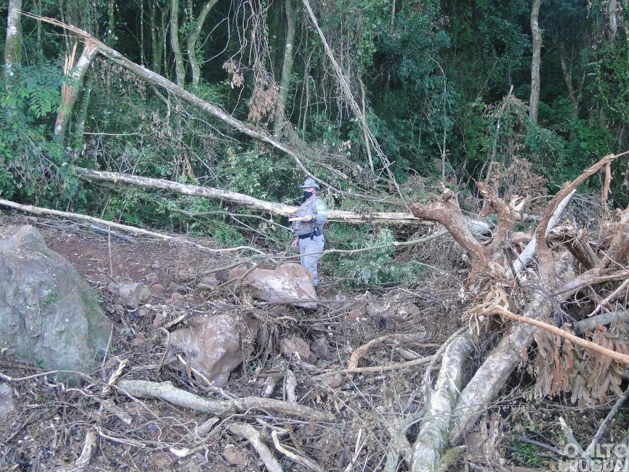 Saiba quais municípios mais desmataram e quais mantêm as maiores porções de Mata Atlântica
