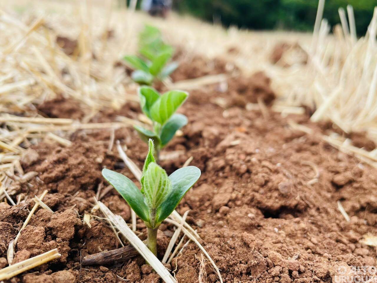 Umidade no solo favorece plantio da soja, que já chega a 80%