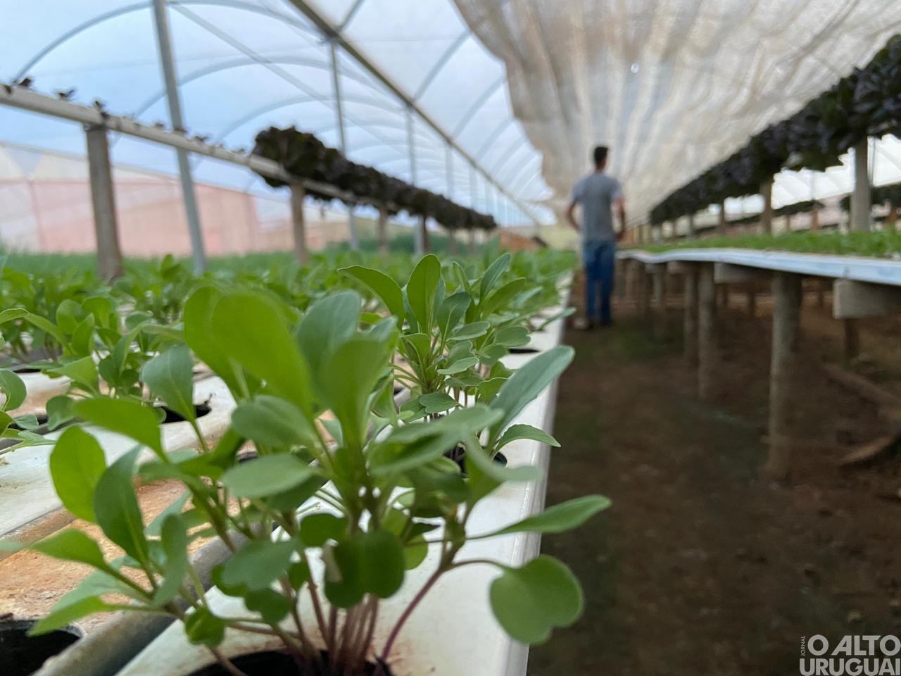 Visitas técnicas do STR iniciam em propriedades de hortifruti