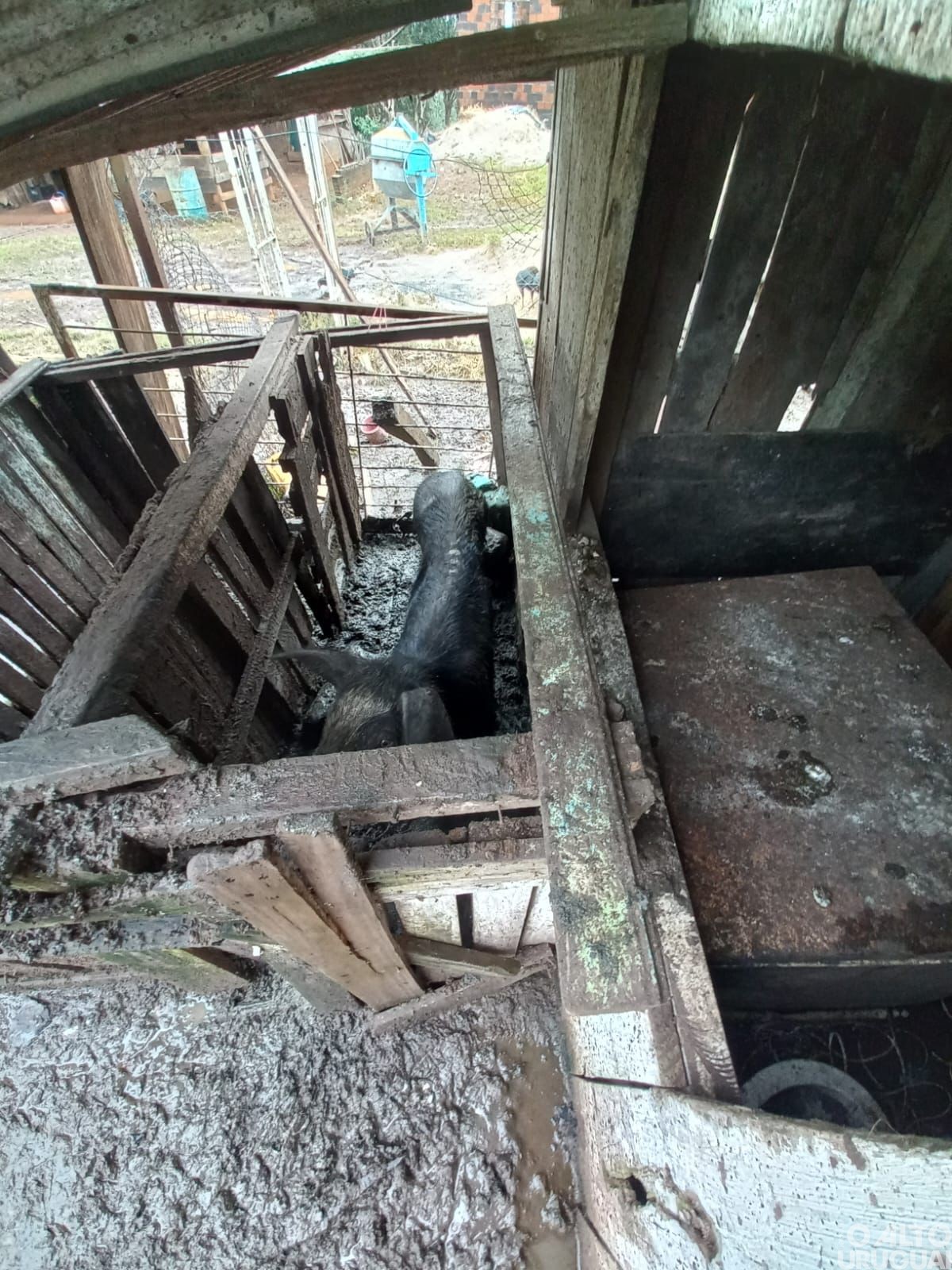 BM flagra maus-tratos a animais no interior de Frederico Westphalen