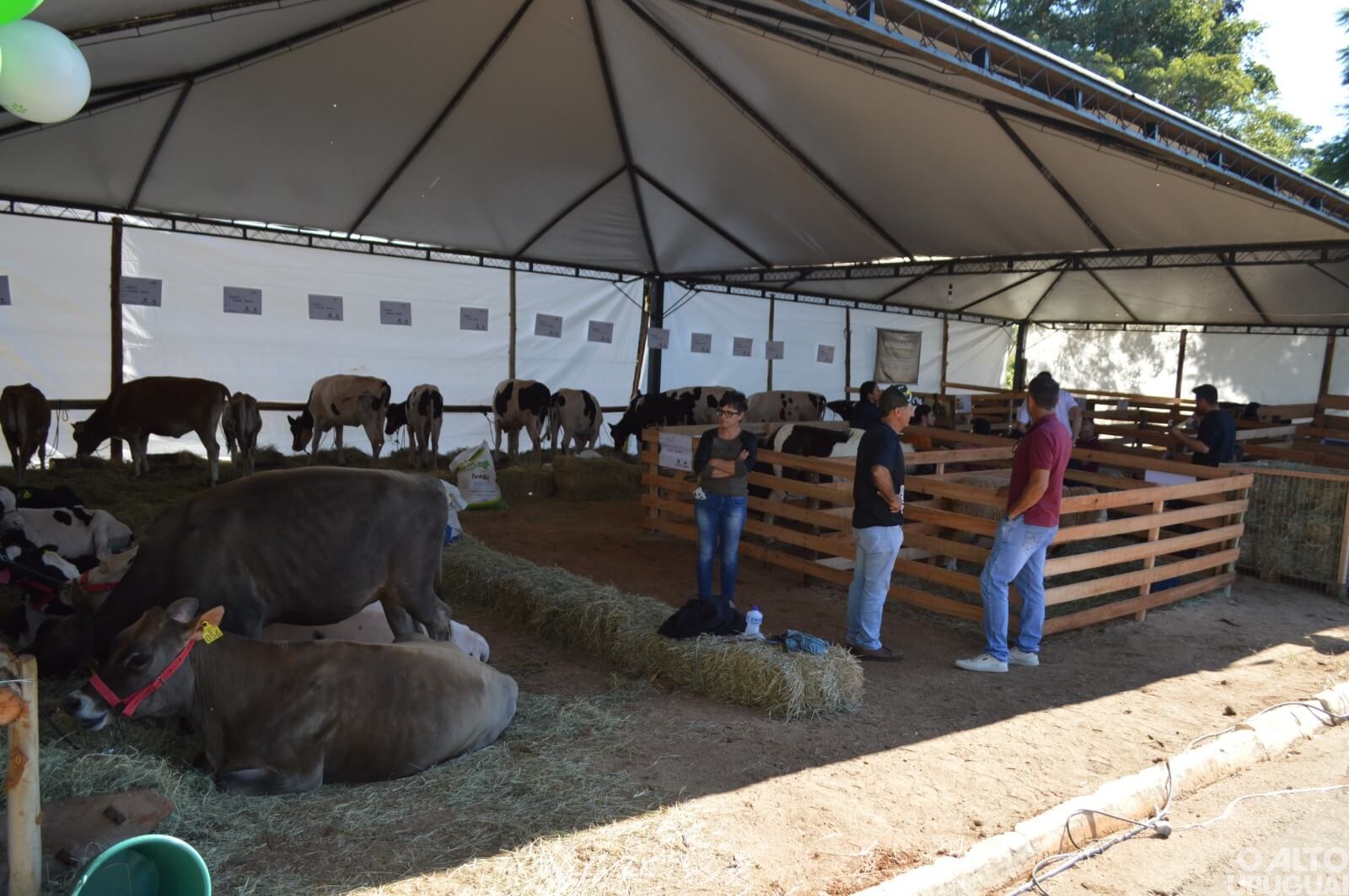 Encontro do STR e Mostra da Terneira marcam Feirão de Negócios do Sicredi em Vista Alegre