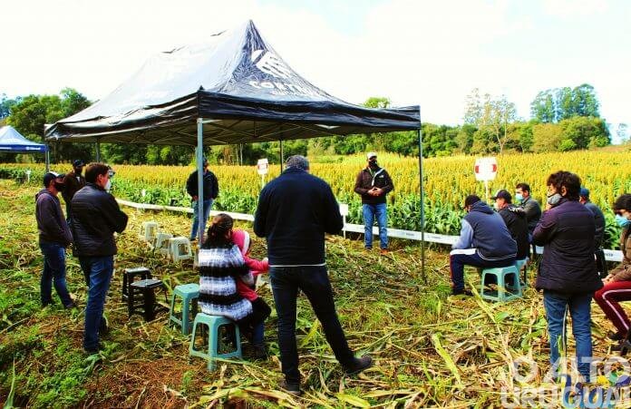 Iraí: Dia de campo incentiva cultura do sorgo
