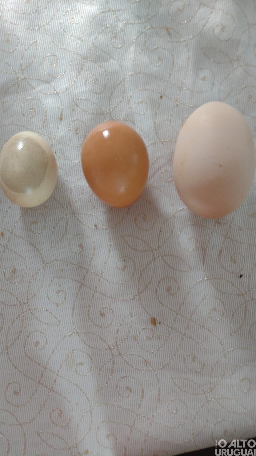 Jovem seberiense encontra ovo com três gemas