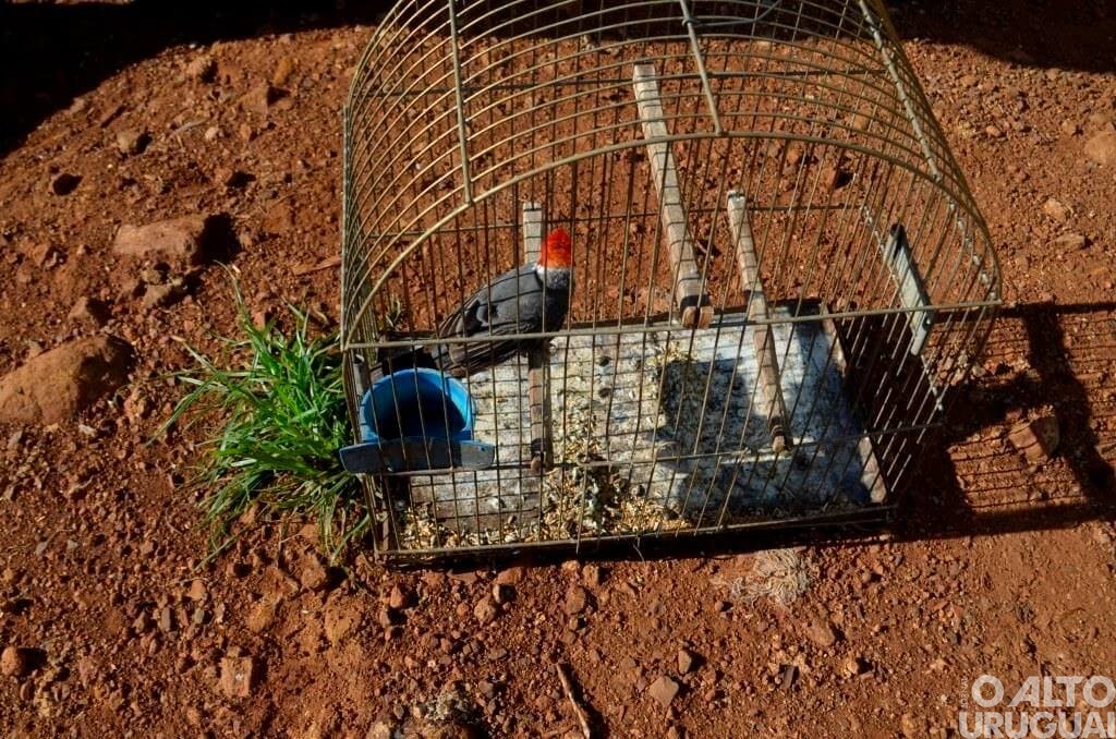 Caiçara: Patram solta pássaros silvestres que estavam presos em residência