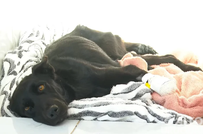 Justiça aceita denúncia por maus-tratos a animal na cidade gaúcha de Caseiros