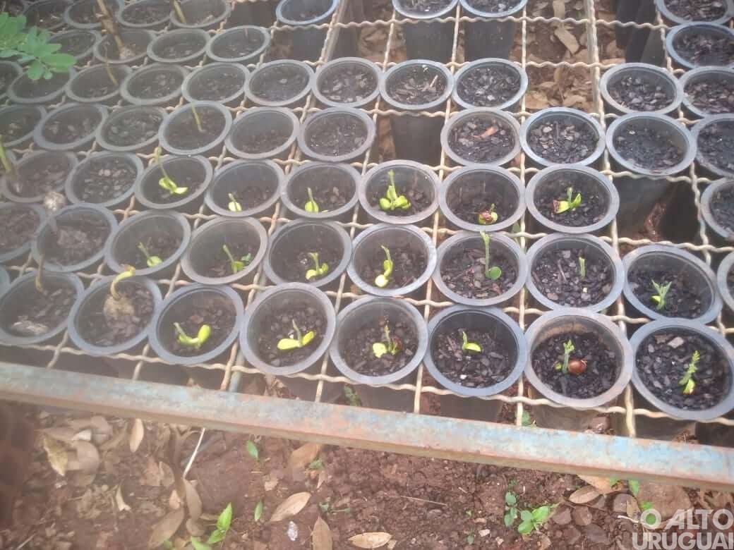 Projeto de miniviveiro é implantado em Erval Seco