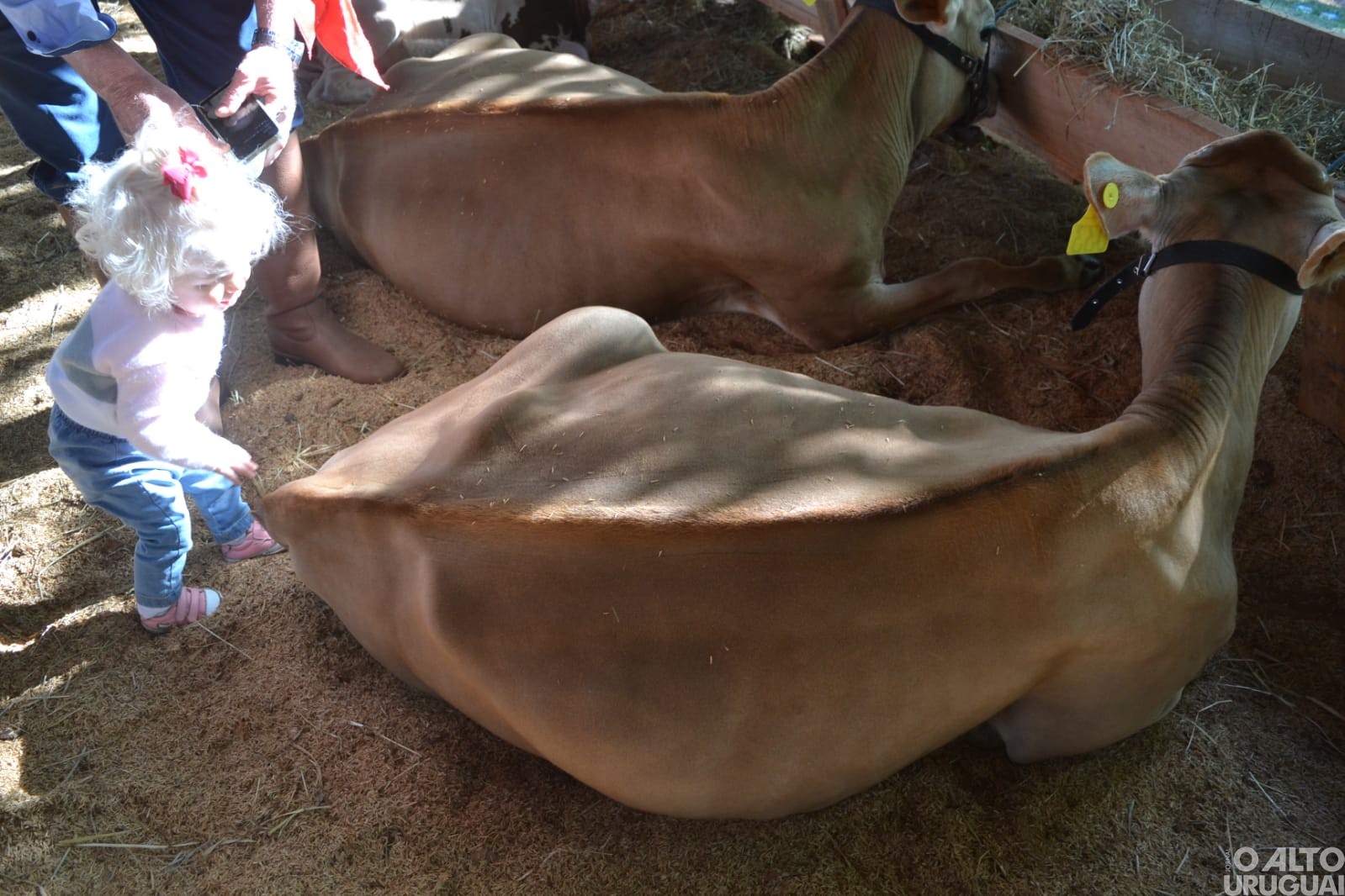 Boa Vista das Missões: Rodeio Crioulo reúne grande número de tradicionalistas