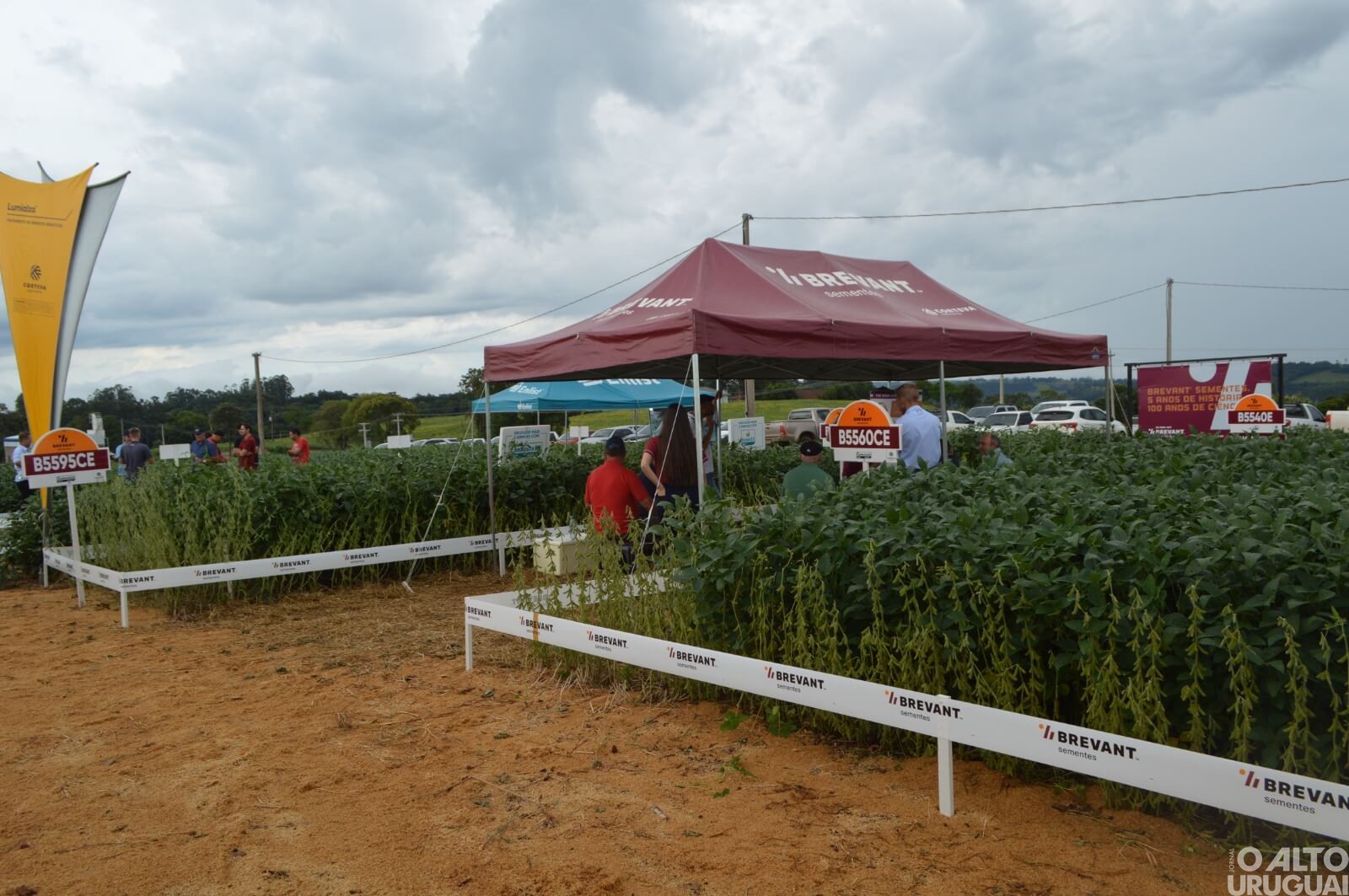 Cotrifred realiza Dia de Campo sobre o cultivo da soja