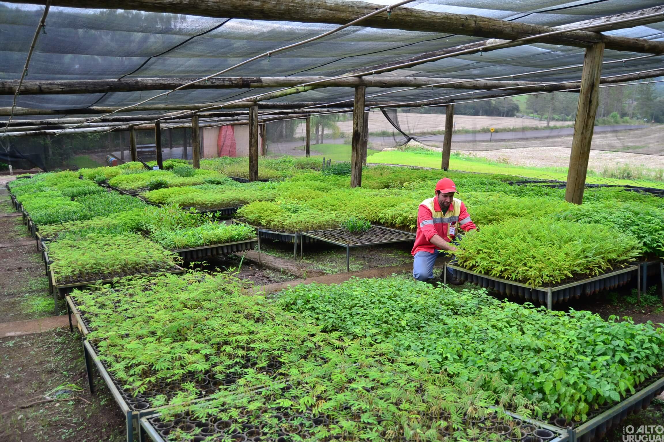 Horto Florestal da Creluz amplia espécies de árvores frutíferas e nativas