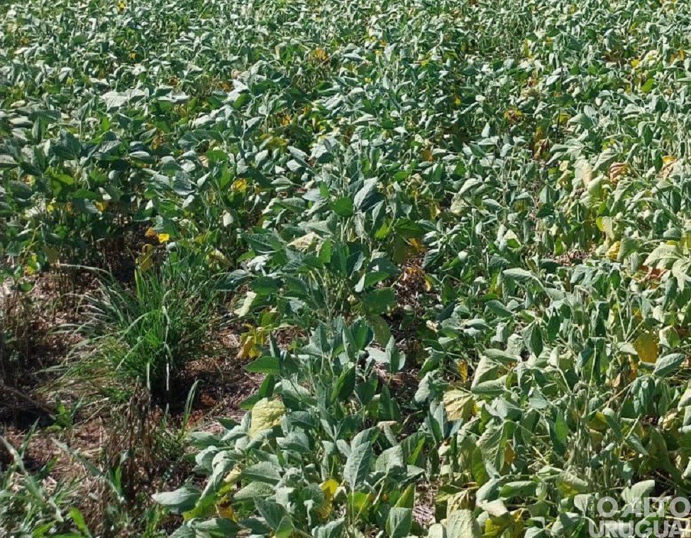 Boa Vista das Missões decreta situação de emergência