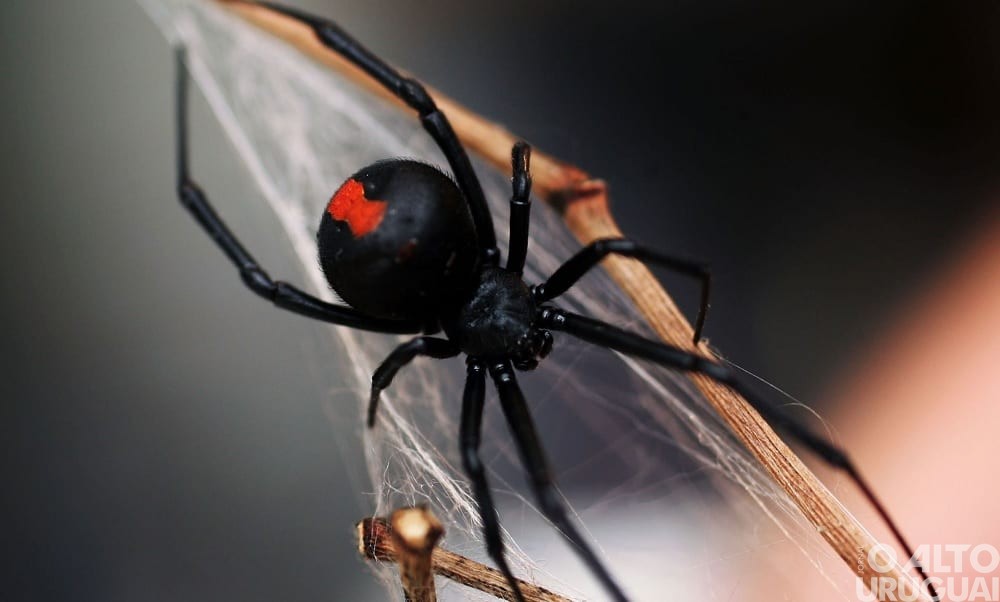 Aranhas são o segundo maior causador de envenenamento