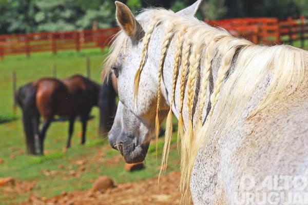 Equoterapia para melhorar a saúde e o bem-estar de todos