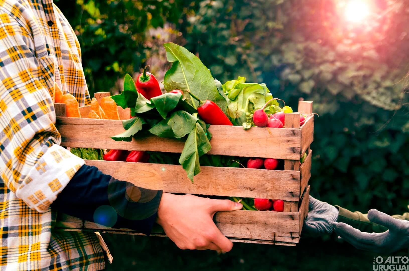 Executivo de Vista Alegre realiza chamada pública para aquisição de merenda escolar