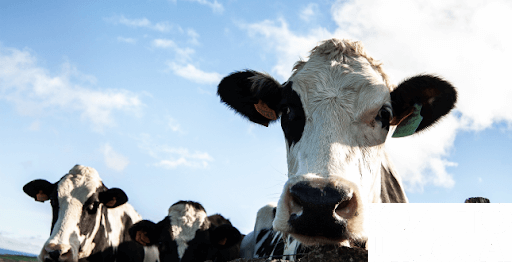 Caiçara: prorrogado prazo para Declaração Anual do Rebanho