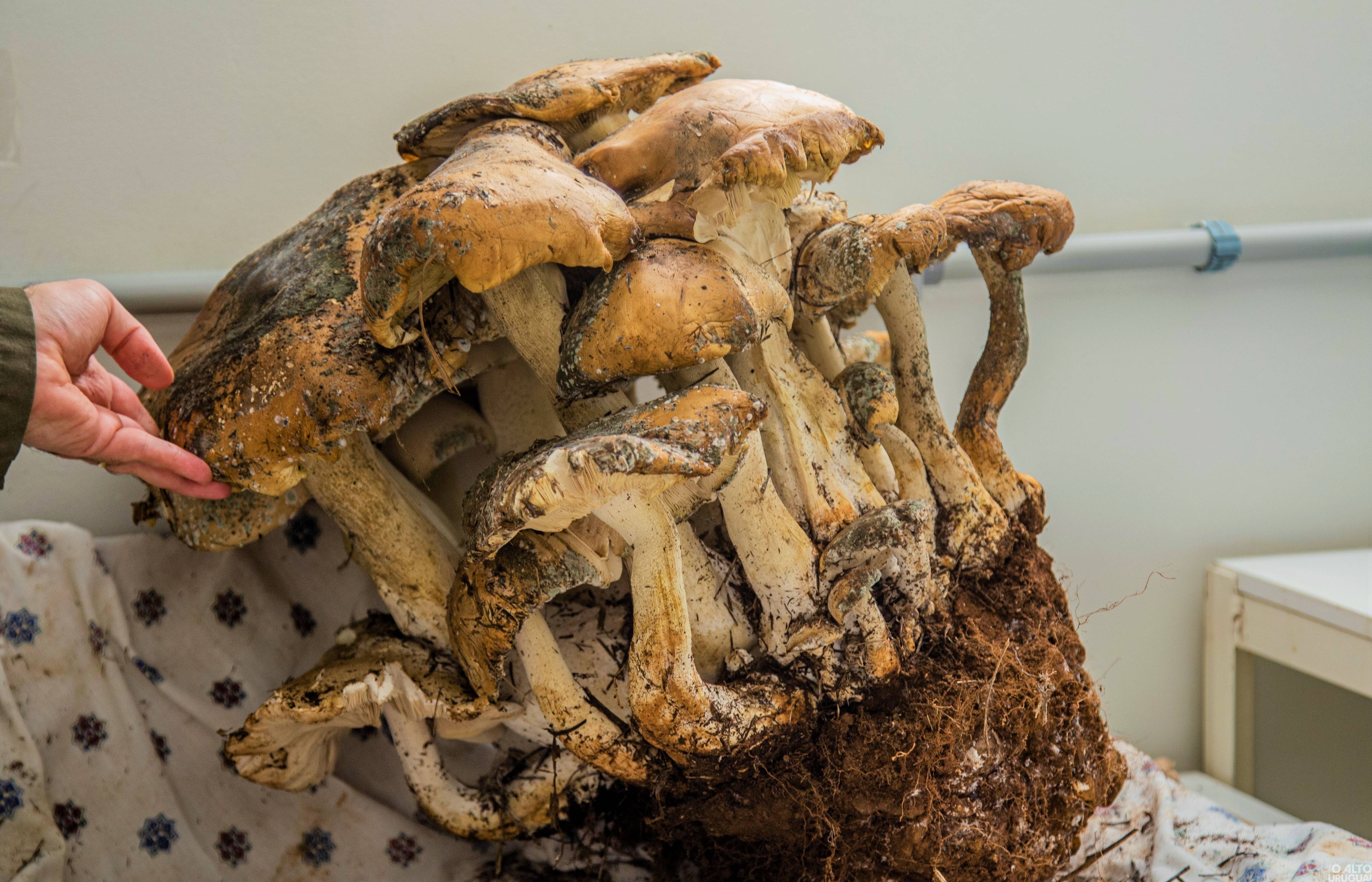 Fungo gigante é encontrado em Maravilha