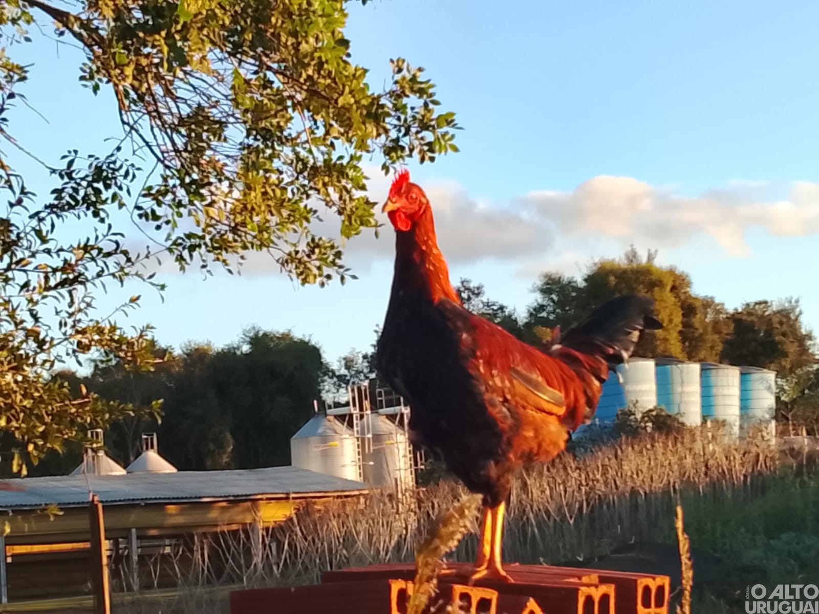 Concurso Fotográfico de Novo Tiradentes premia alunos do 6º ao 9º ano do Ensino Fundamental