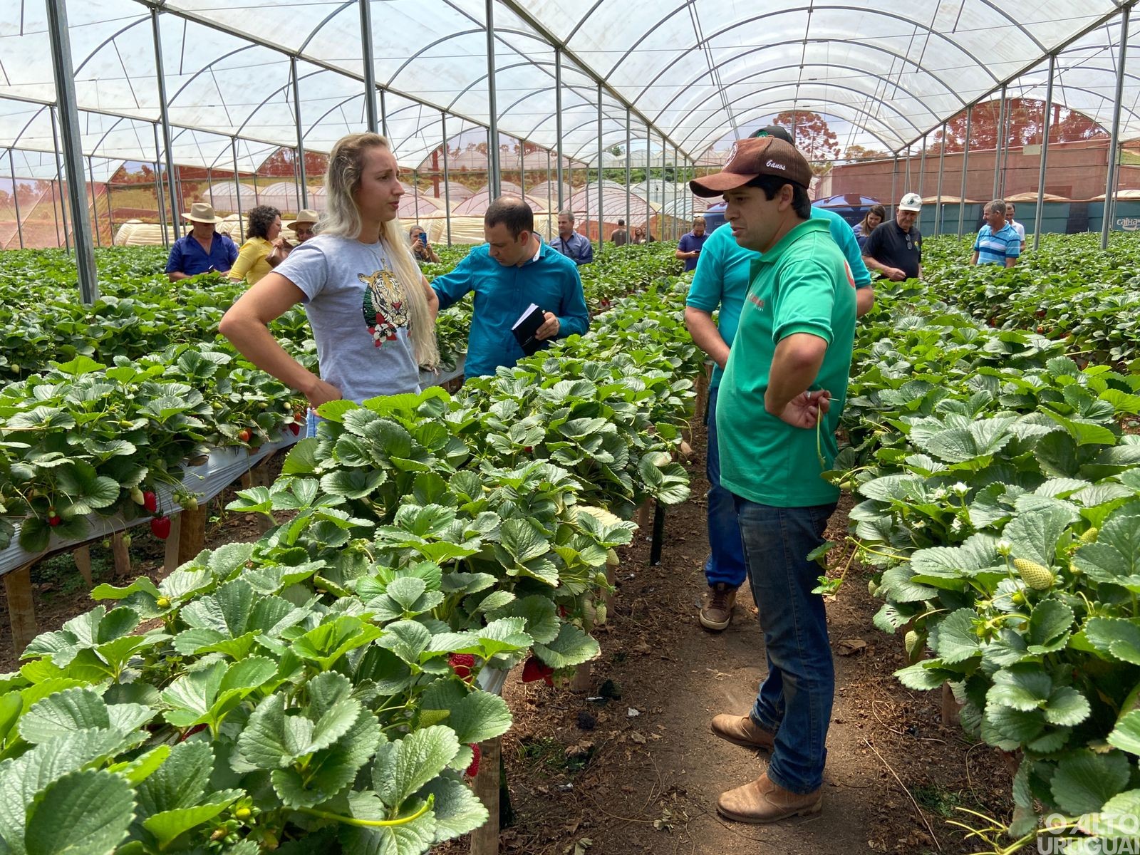 Representantes do STR regional conhecem produção de morangos mineira