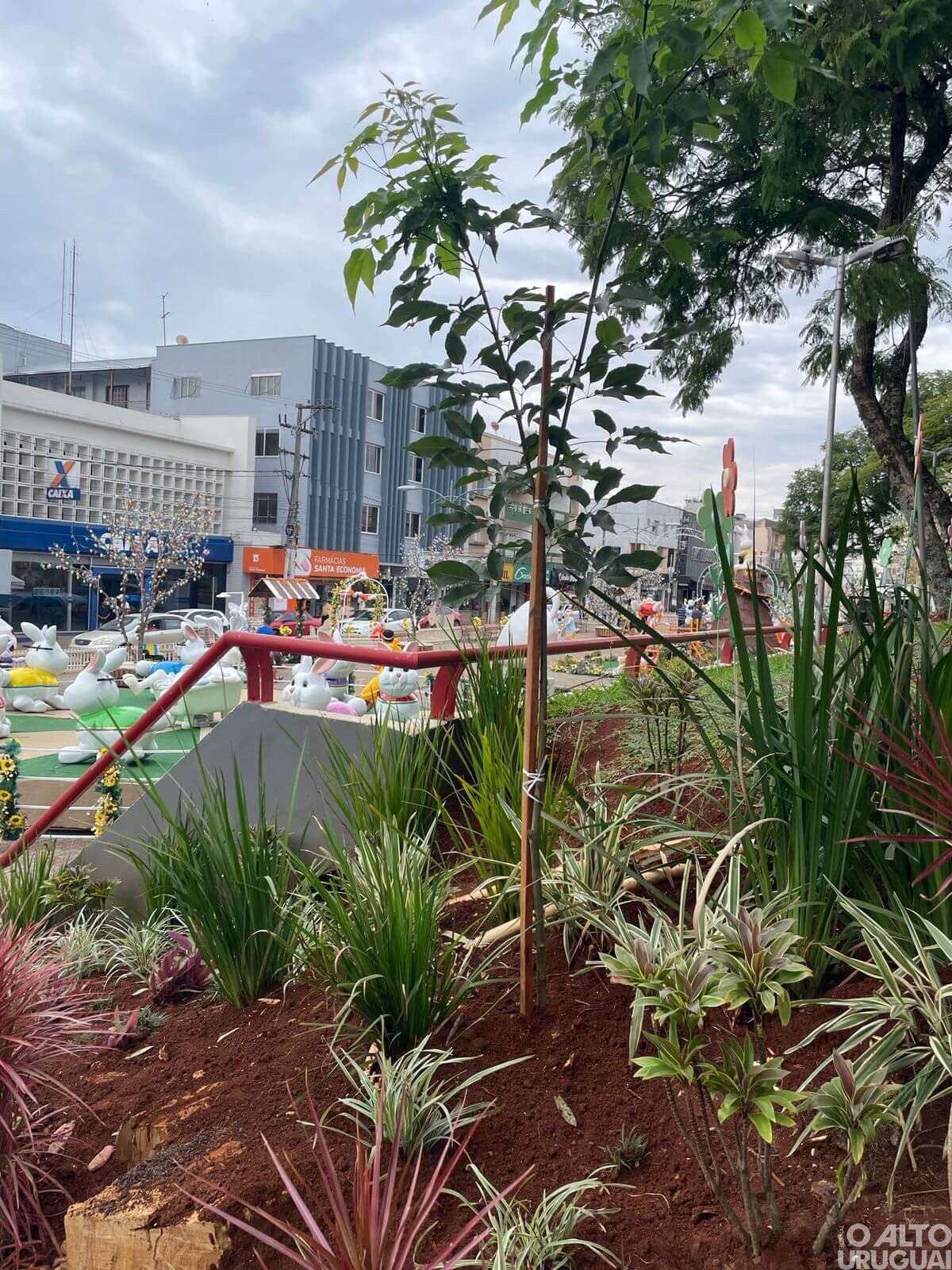 Administração de FW realiza plantio de mudas de Ipê Roxo na Praça da Matriz