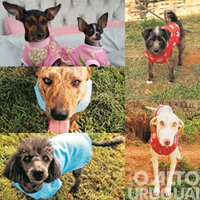 Ação solidária resulta em doações para cães da Amaa