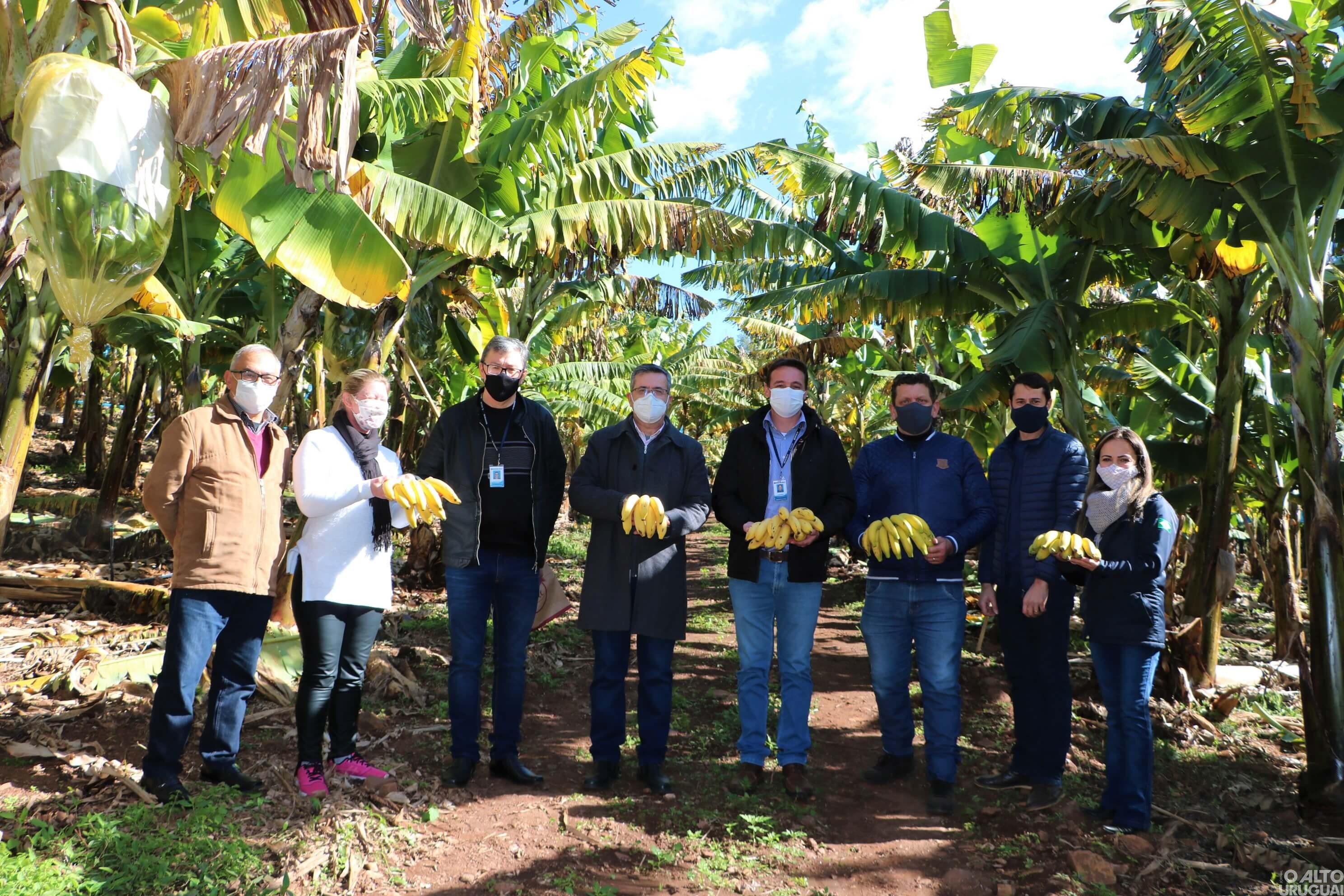 Cultivo da banana é destaque em Caiçara