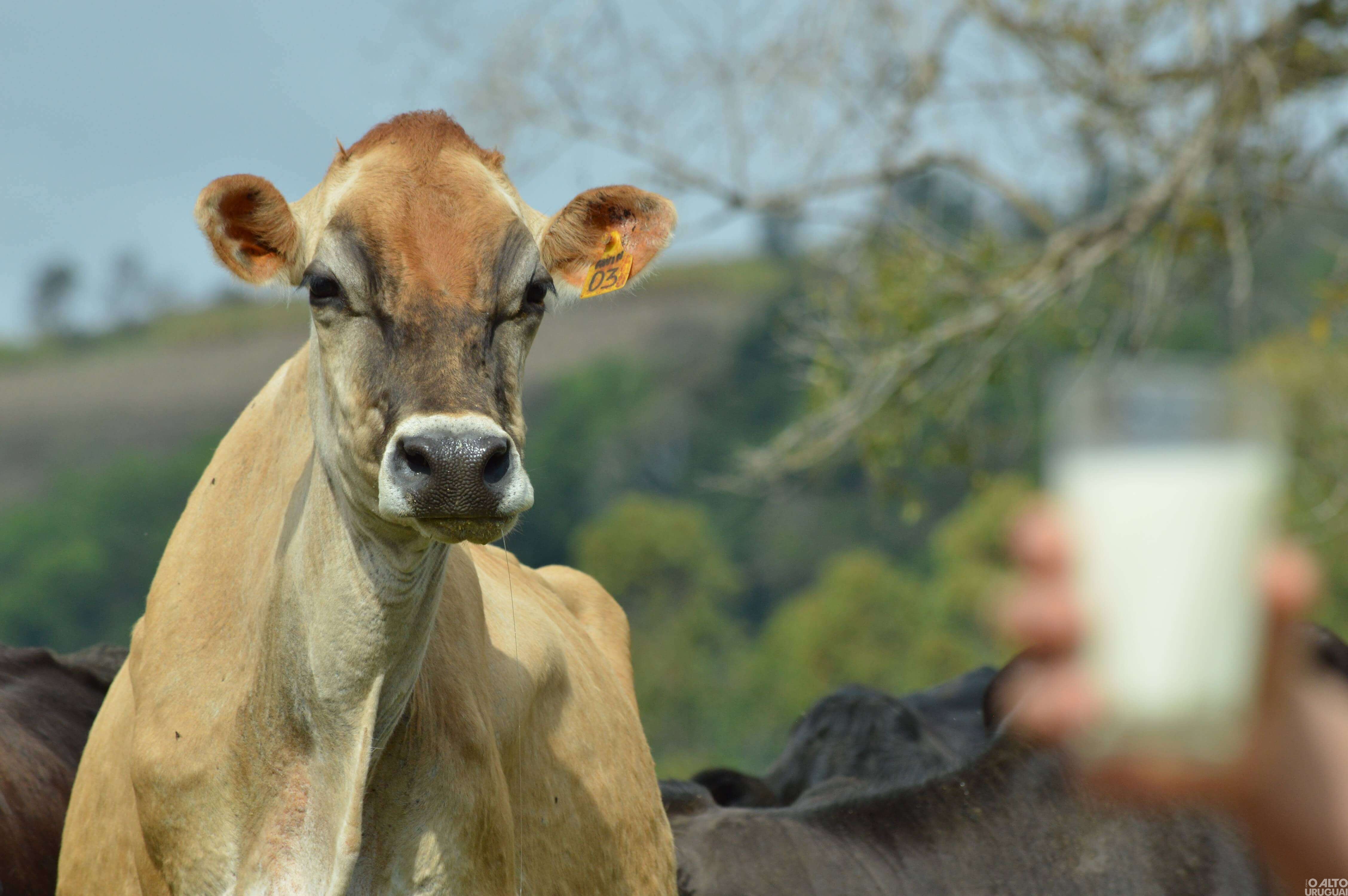 Novo Tiradentes: “Mais Pasto Mais Leite” resulta em novo recorde de produção leiteira