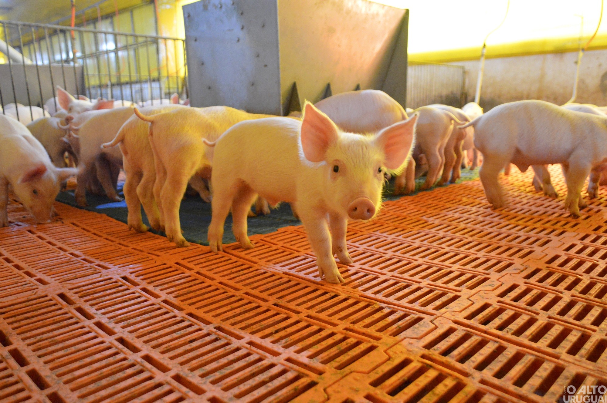 Rodeio Bonito e Palmitinho lideram produção de suínos no Rio Grande do Sul