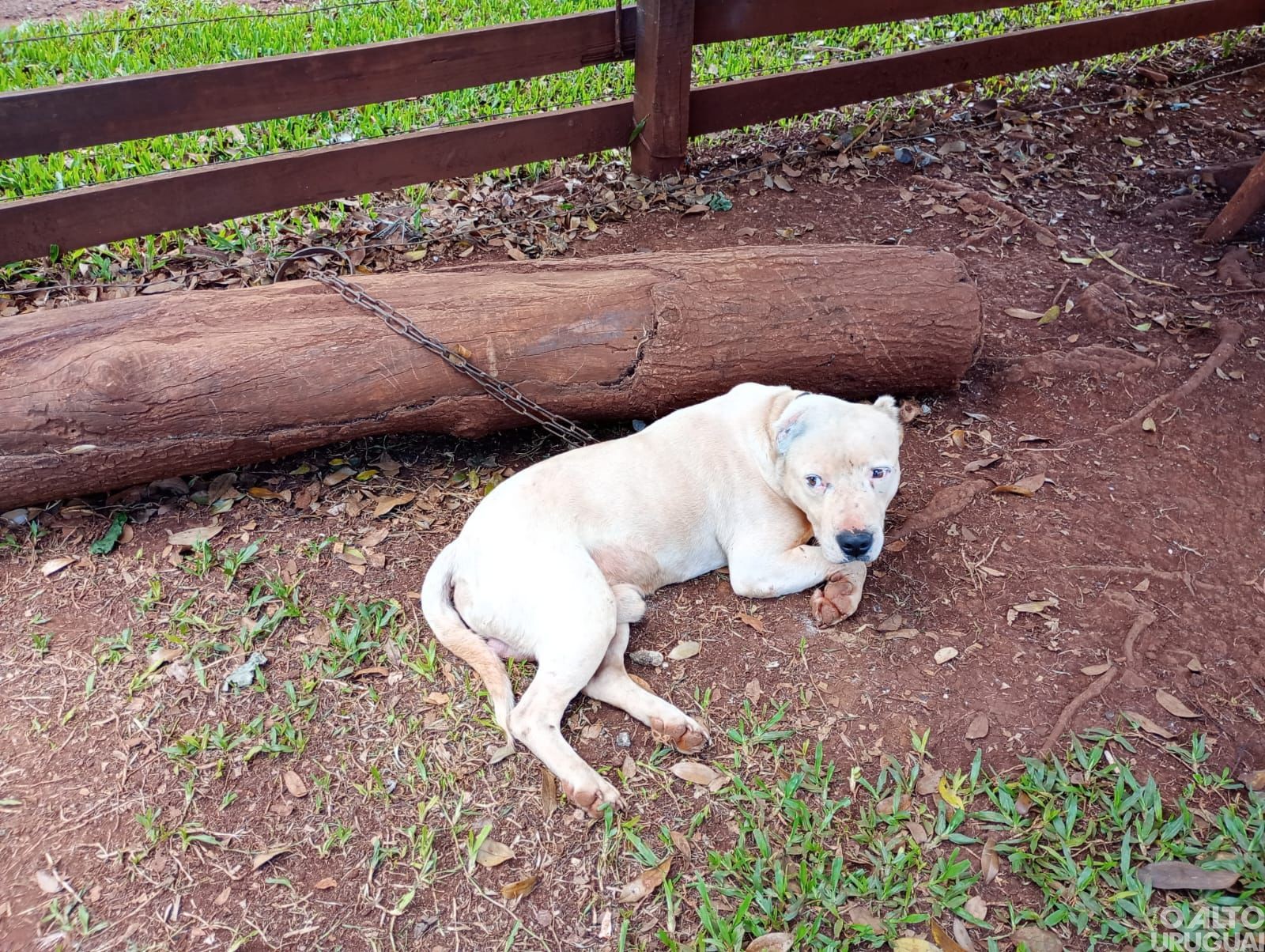 Brigada Militar flagra caso de maus-tratos a cães em Jaboticaba
