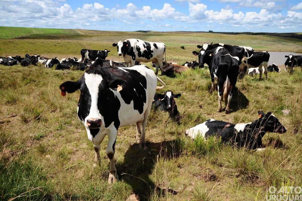 Boa Vista das Missões: Declaração Anual de Rebanho vai até o dia 28