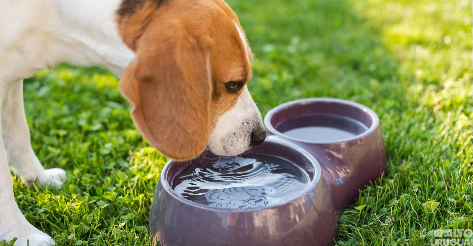 APA de Rodeio Bonito lança campanha para fornecer água a animais de rua