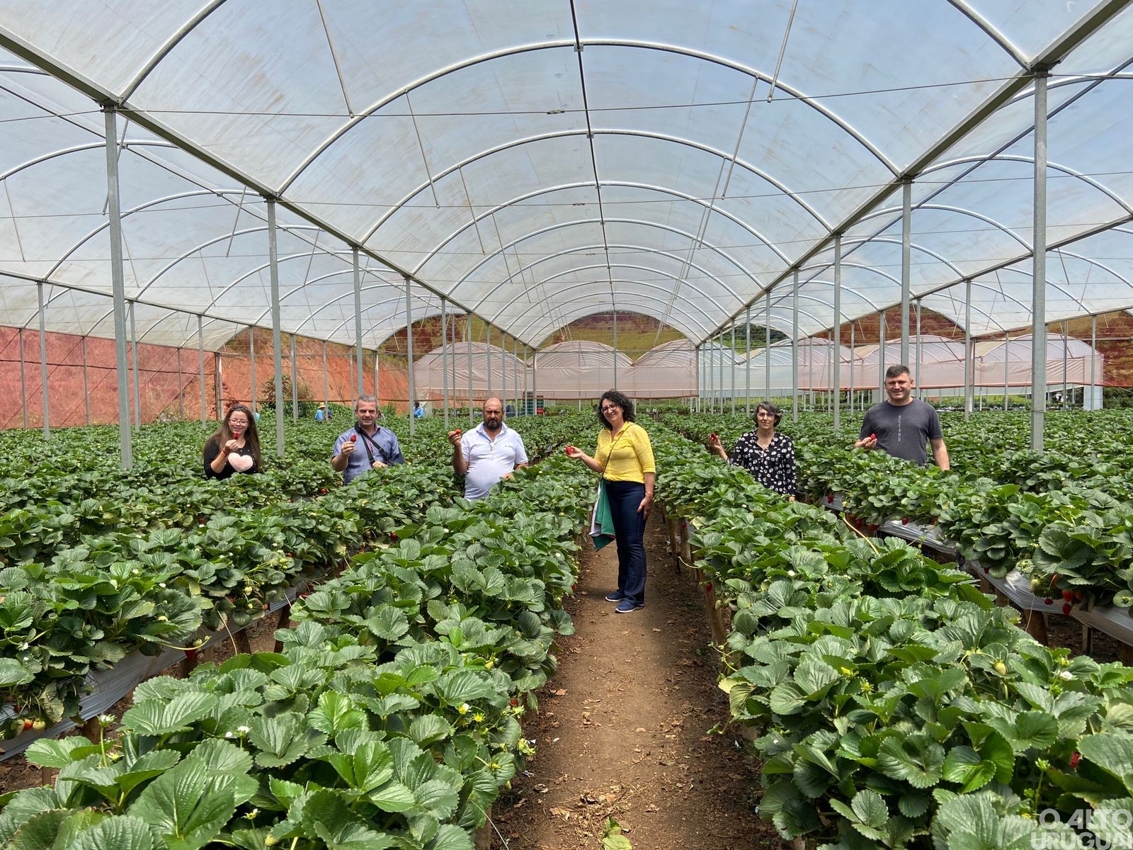 Representantes do STR regional conhecem produção de morangos mineira
