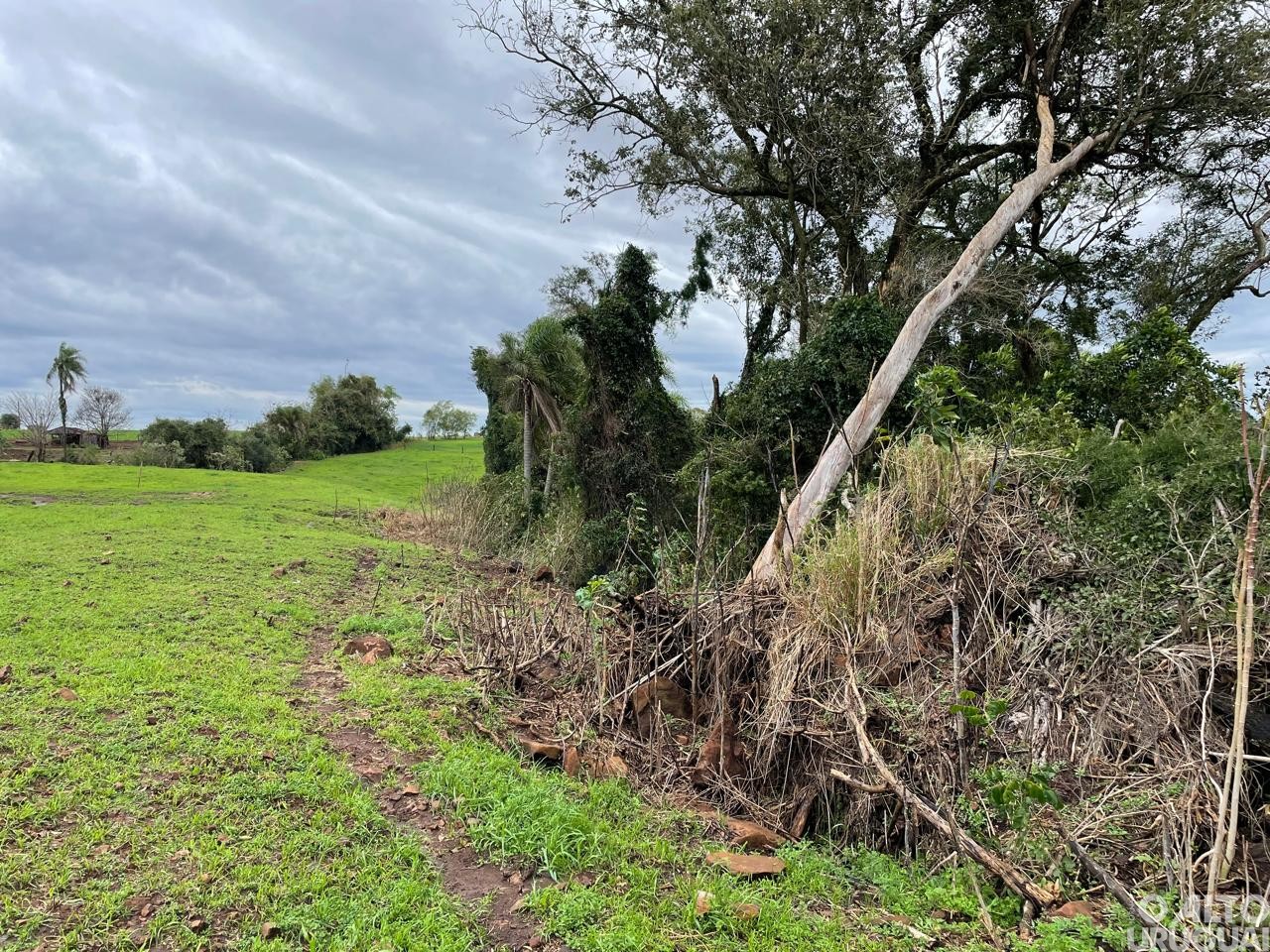 Flagrado desmatamento em Frederico Westphalen