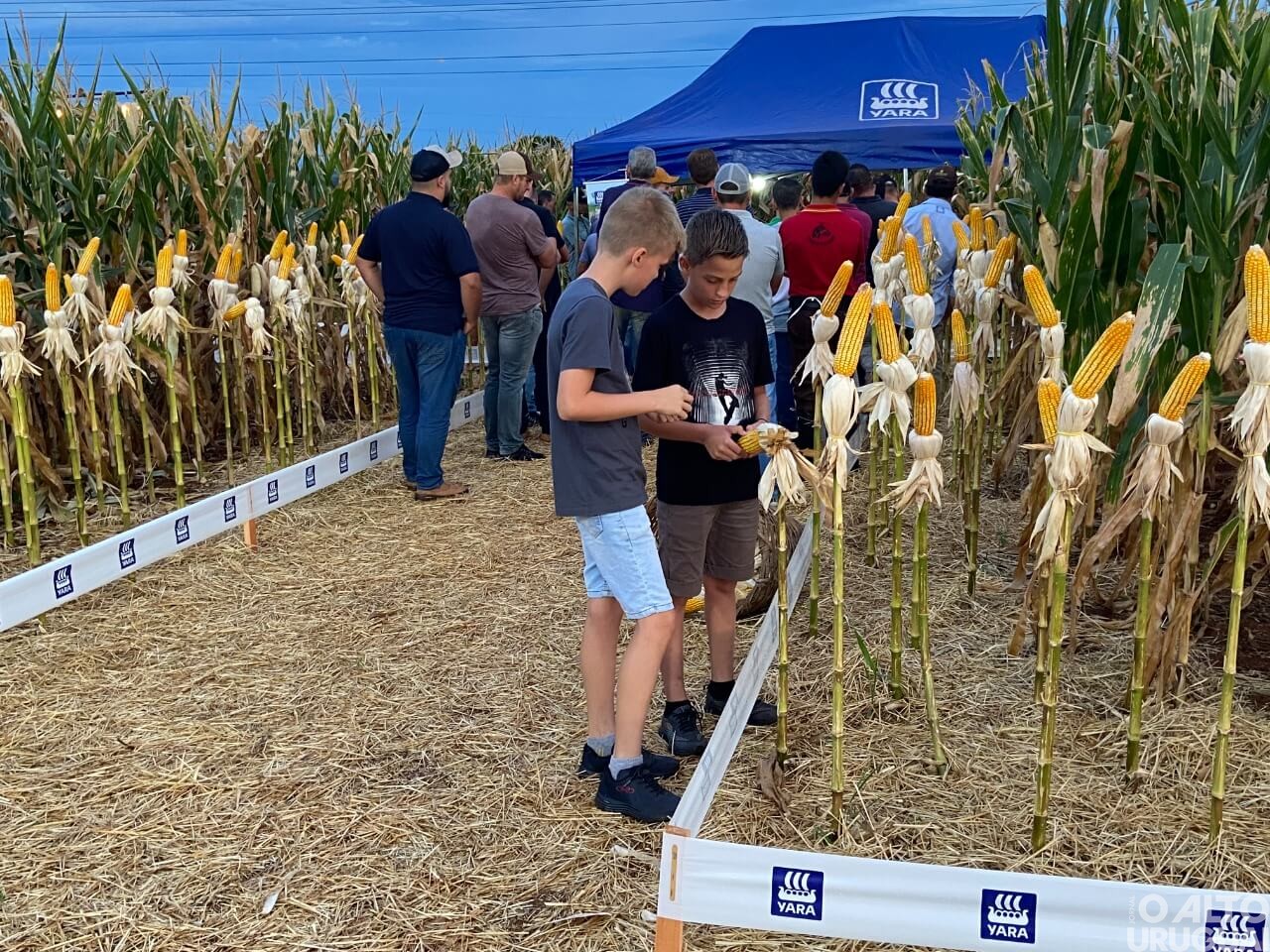 Cotrifred realiza primeira noite de campo em FW