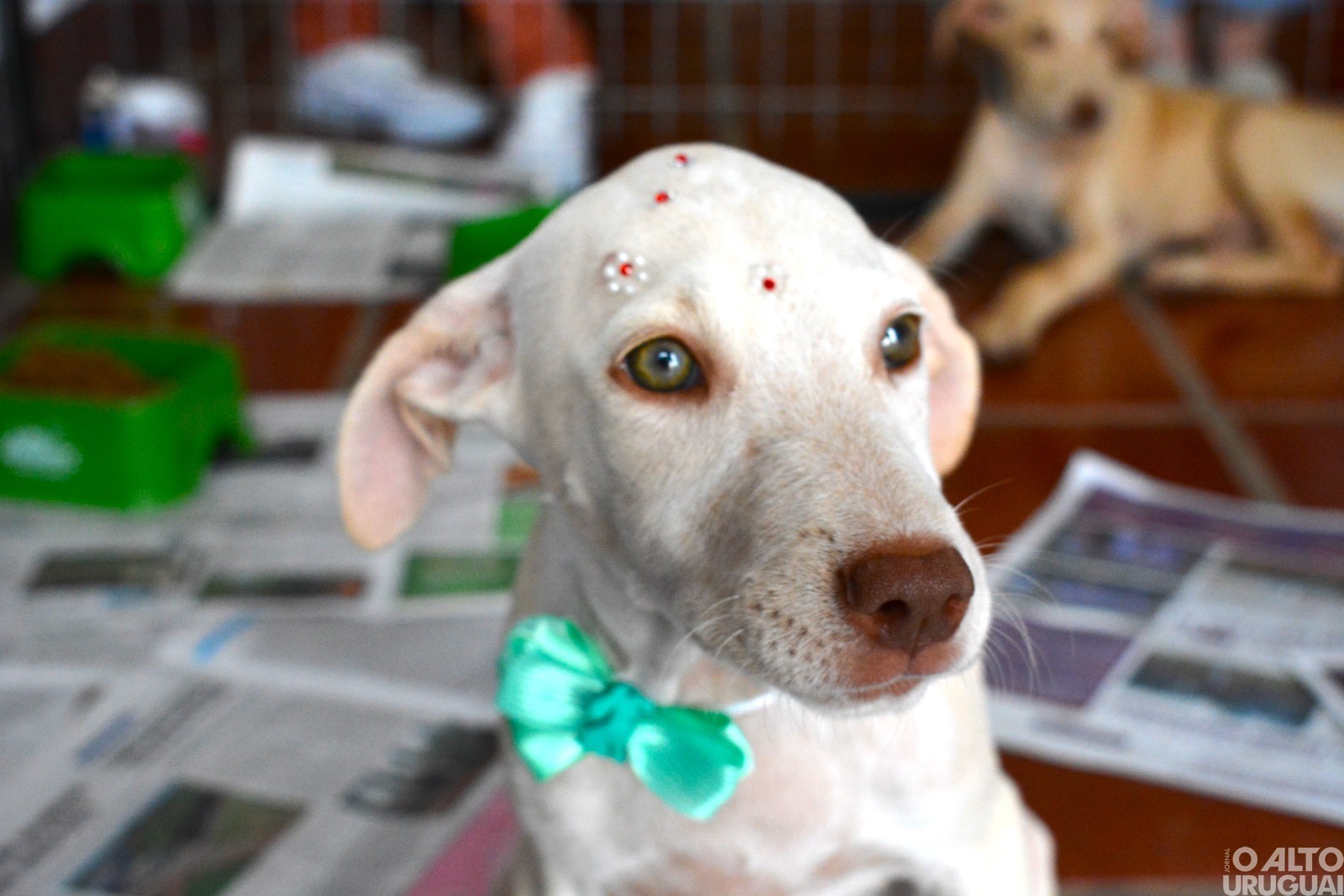 Secretaria do Meio Ambiente de FW promove Feira de Adoção Responsável