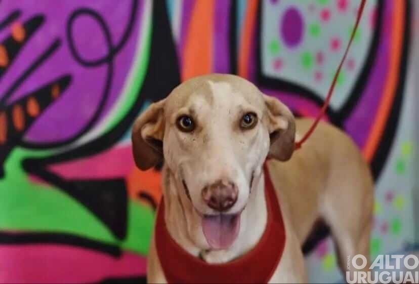 Amaa promove feirinha com diversos itens em FW