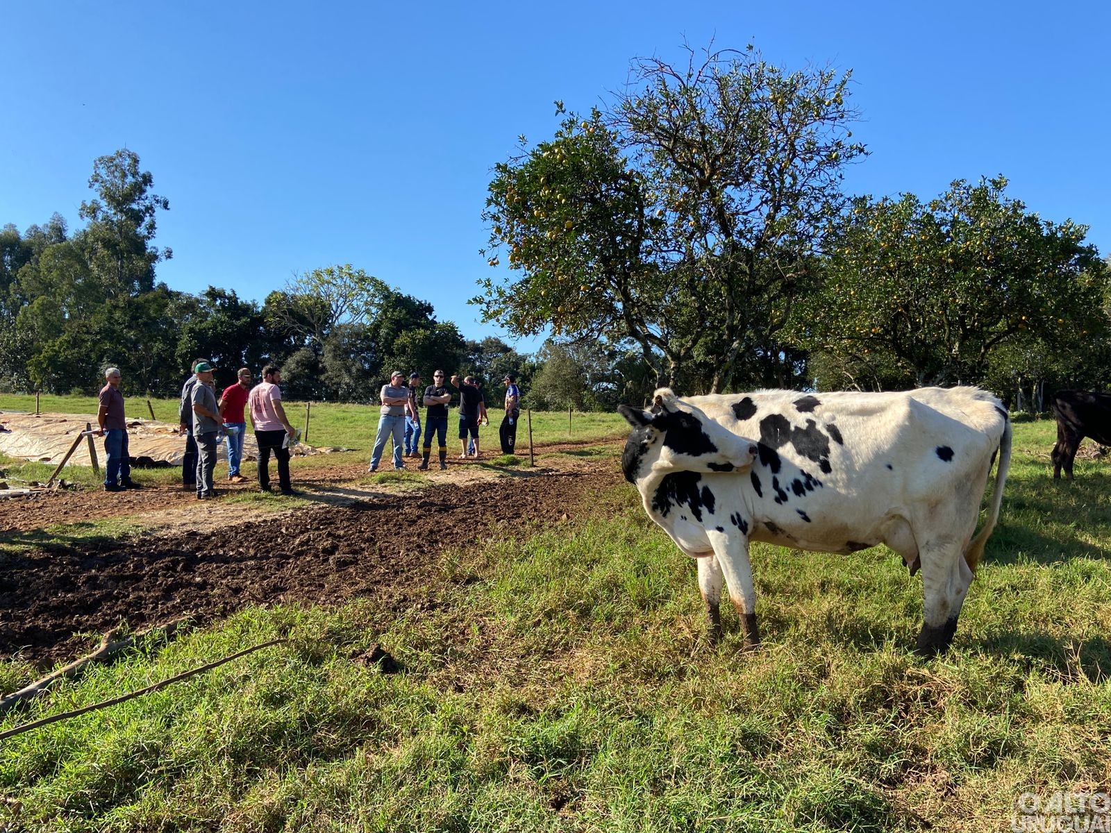 Manejo da Terneira e da Novilha Leiteira é tema de tarde de campo