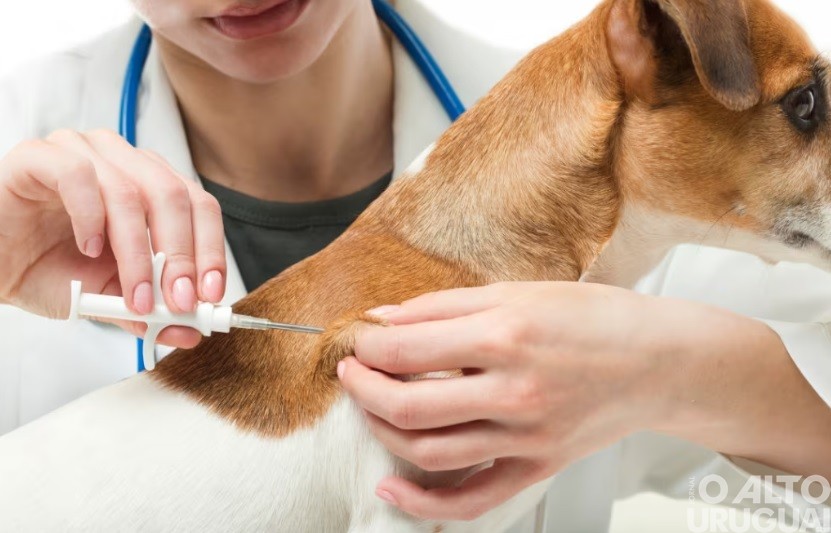 SEMMA promove microchipagem gratuita de cães e gatos durante o Sabadão dos Negócios