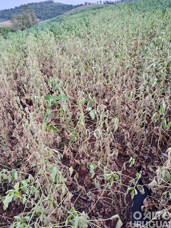 Estiagem em Pinhal resulta em falta d’água até para o consumo humano