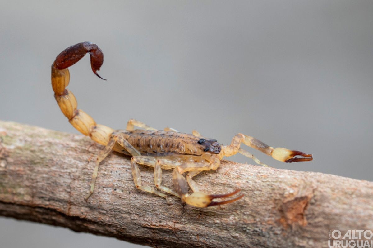 Iniciada campanha sobre a proliferação do Escorpião-amarelo em Seberi