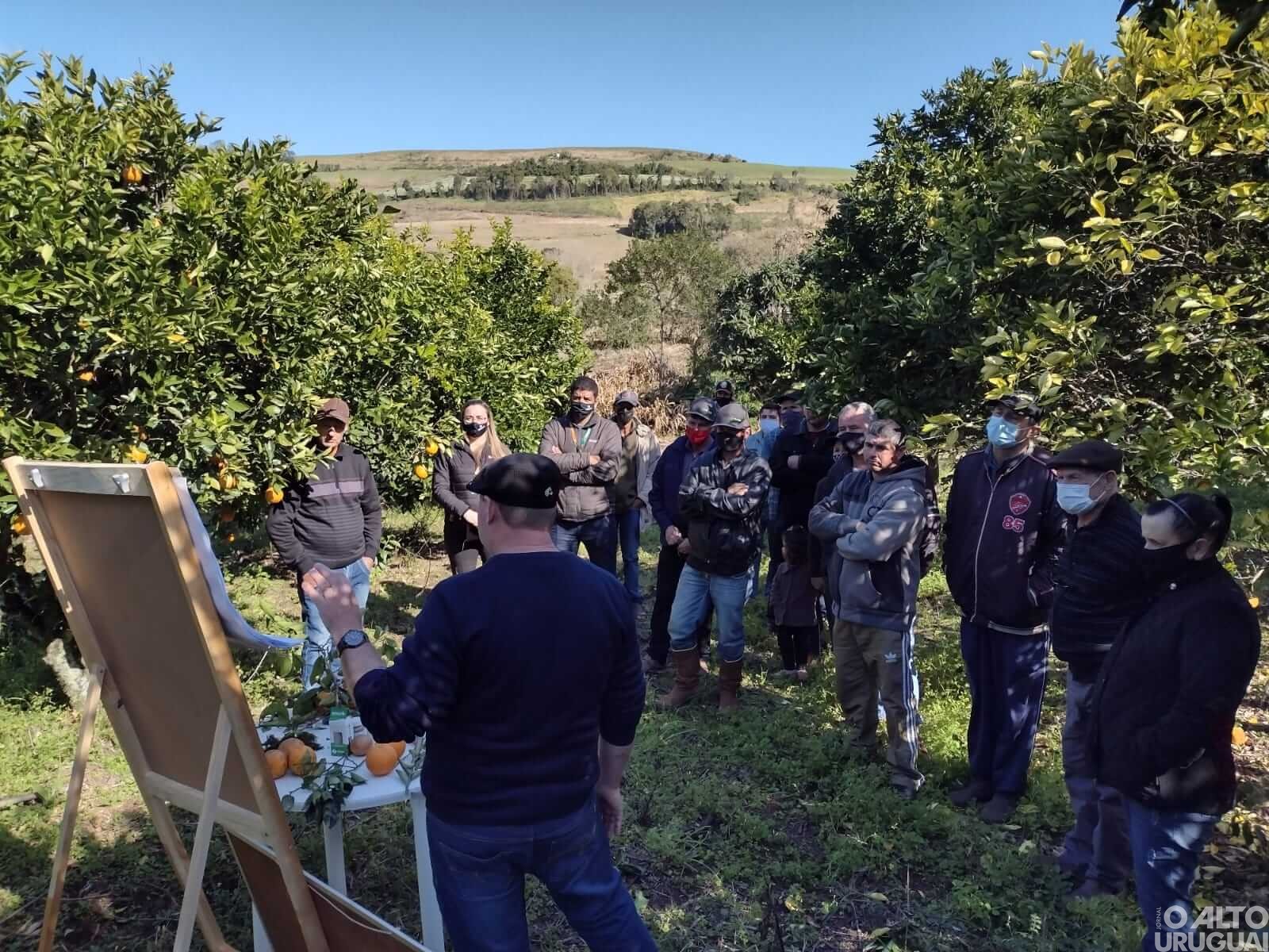 Rodeio Bonito: viabilidade da cultura da laranja é tema de Tarde de Campo