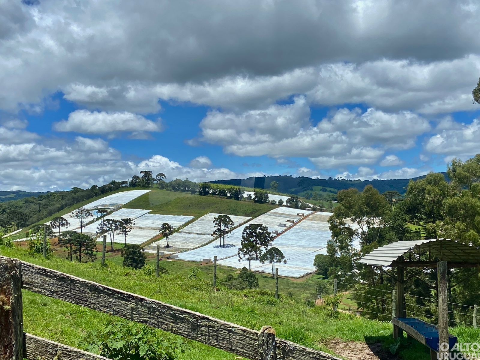 Representantes do STR regional conhecem produção de morangos mineira