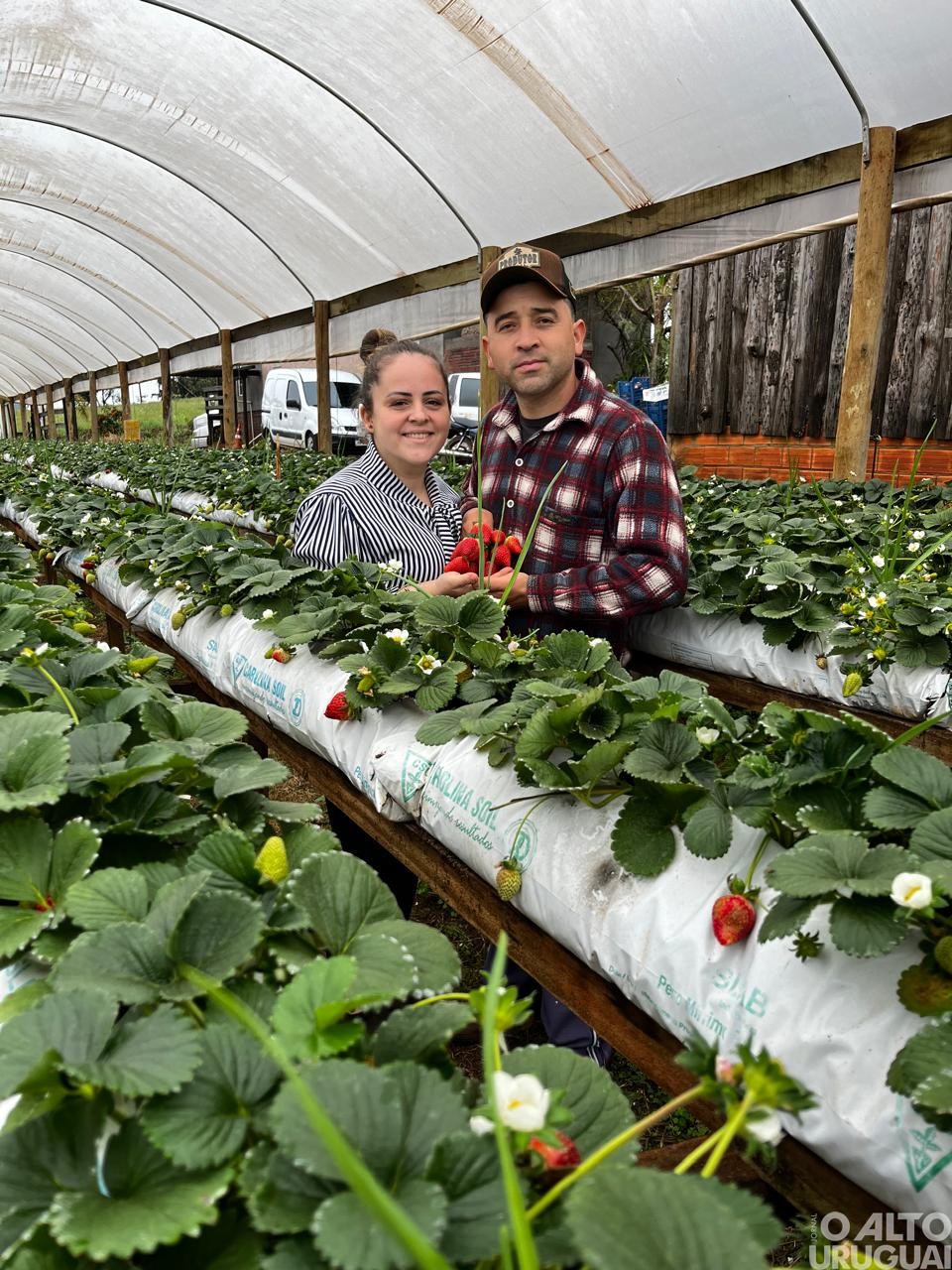 Febre do “morango do amor" aquece vendas e valoriza produtores locais