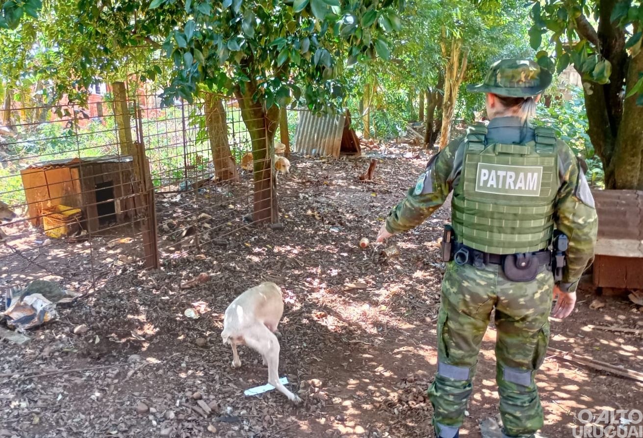 Brigada Militar flagra maus-tratos a cães em Seberi