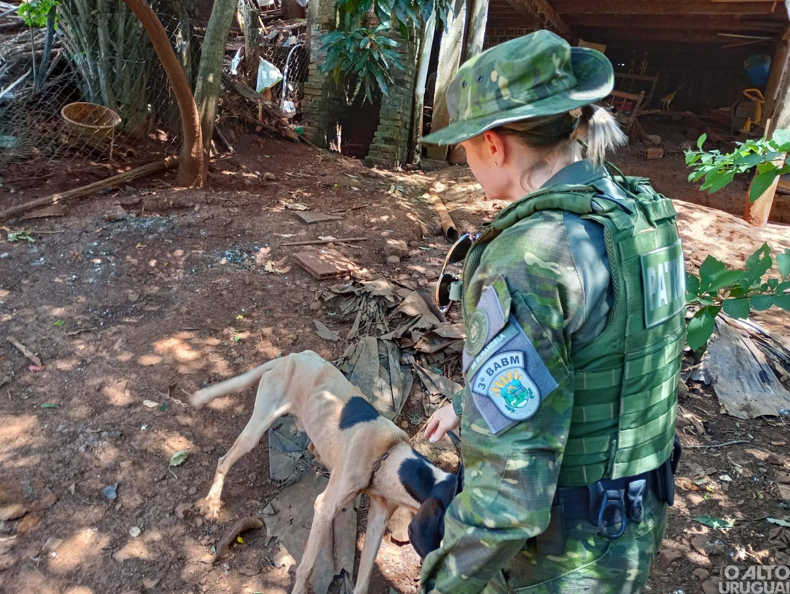 Brigada Militar flagra maus-tratos a cães em Seberi